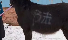 驴配驴视频,一场奇妙的动物爱情故事